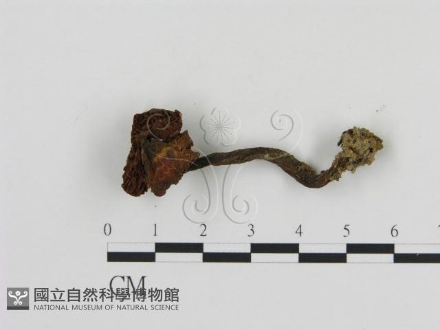 登錄號:F0004783藏品圖，第3張