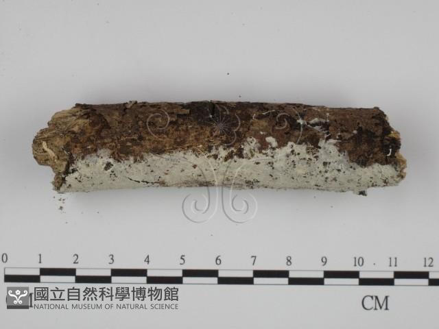 粗糙孢菌屬藏品圖，第3張