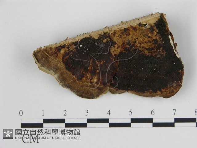 登錄號:F0005783藏品圖，第3張