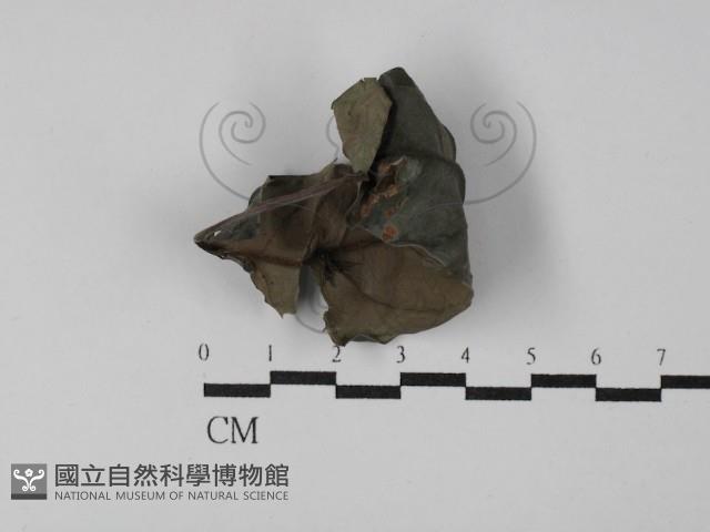 登錄號:F0029783藏品圖，第3張