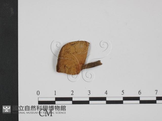 登錄號:F0009783藏品圖，第3張