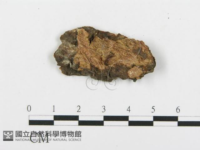 登錄號:F0019783藏品圖，第1張