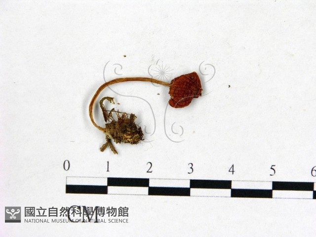 登錄號:F0003783藏品圖，第3張