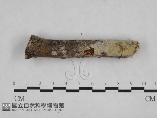 登錄號:F0013783藏品圖，第3張