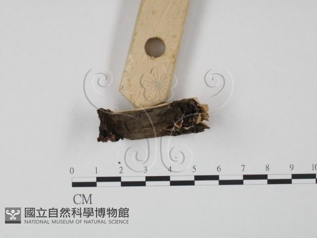 登錄號:F0010583藏品圖，第3張