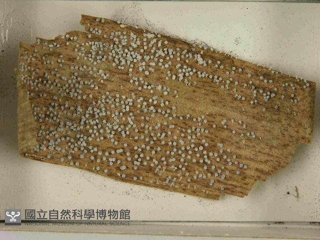 登錄號:F0021583藏品圖，第3張