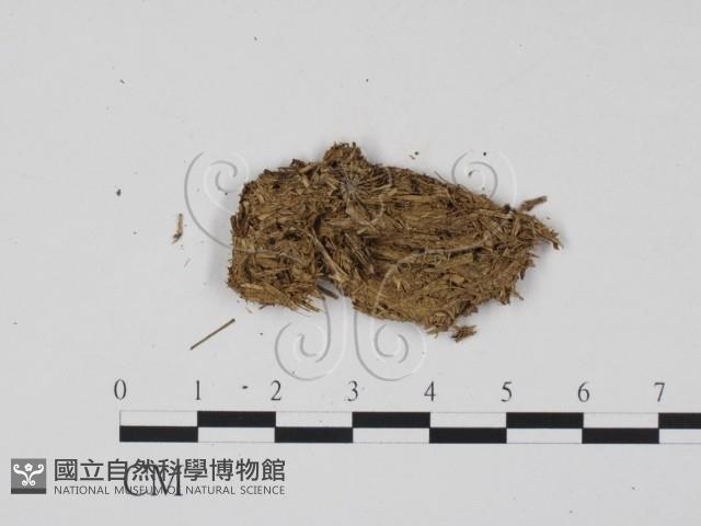 登錄號:F0011583藏品圖，第3張