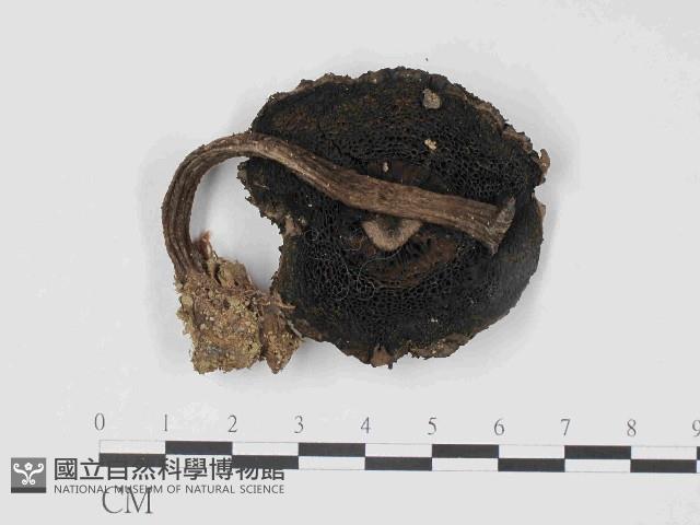 登錄號:F0014583藏品圖，第3張