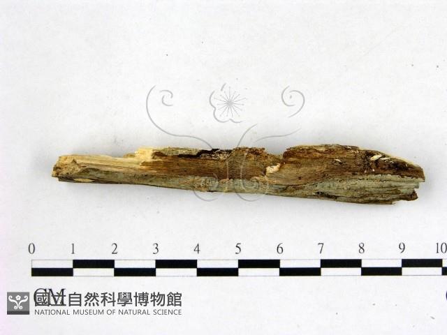 登錄號:F0022583藏品圖，第3張