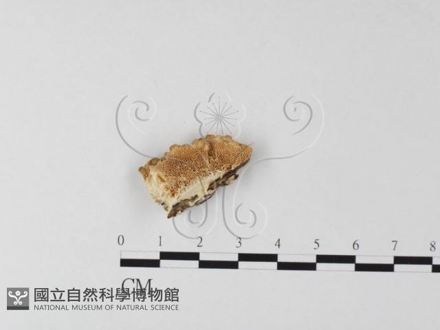 登錄號:F0017583藏品圖，第1張