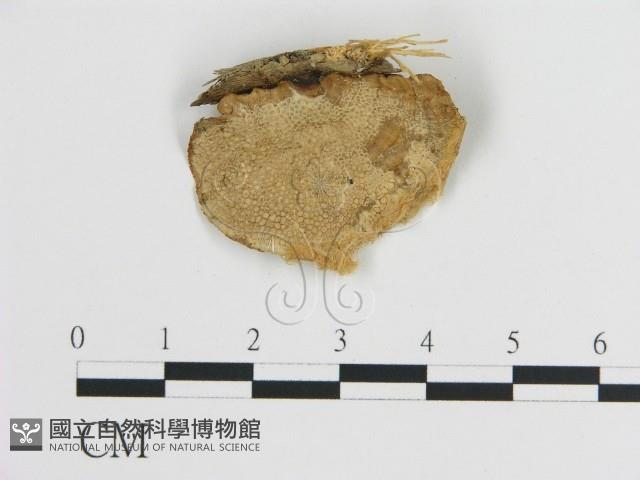 登錄號:F0005583藏品圖，第3張