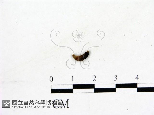 登錄號:F0019583藏品圖，第3張