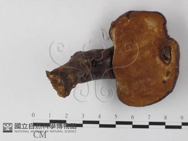 登錄號:F0023583藏品圖，第3張