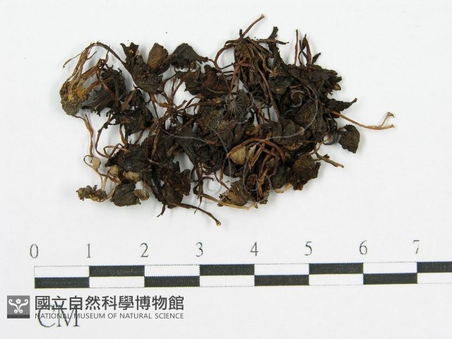 登錄號:F0003583藏品圖，第3張