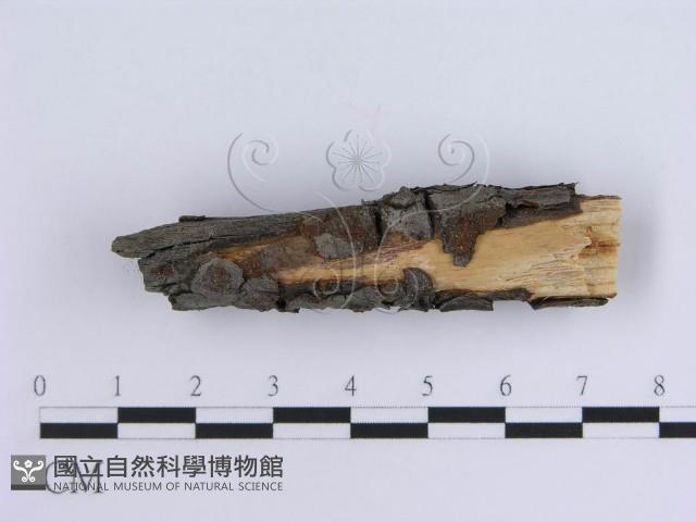 登錄號:F0013583藏品圖，第3張