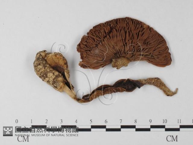 登錄號:F0008183藏品圖，第3張