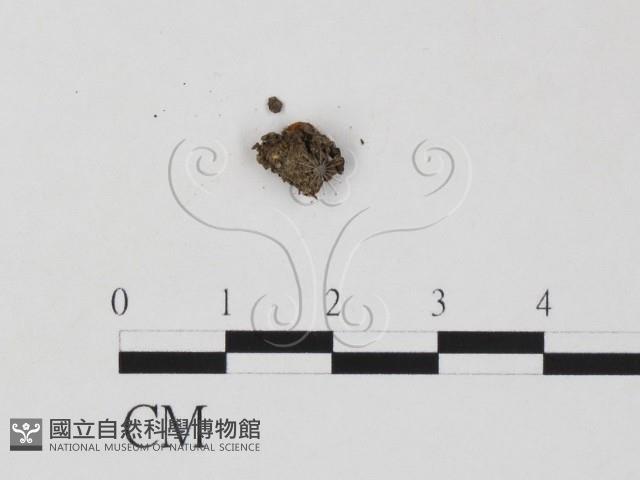 登錄號:F0020183藏品圖，第3張