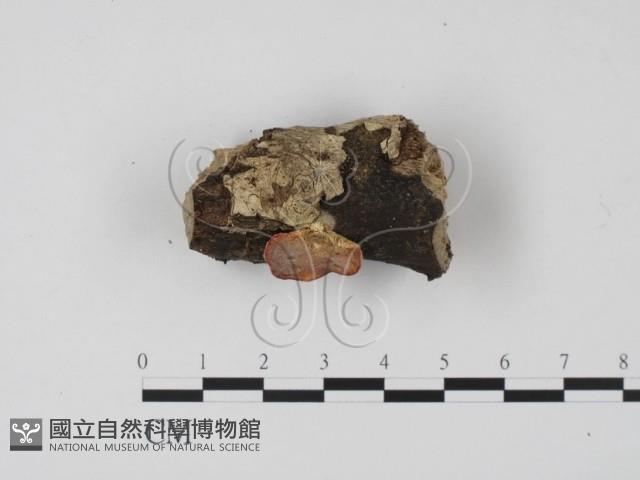 登錄號:F0010183藏品圖，第3張