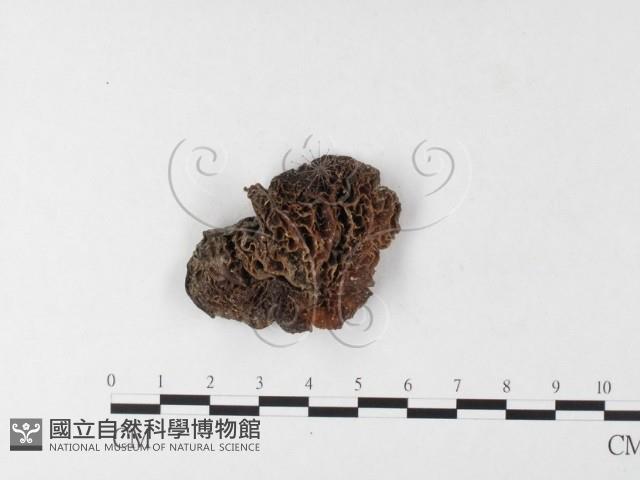 皺木耳藏品圖，第1張