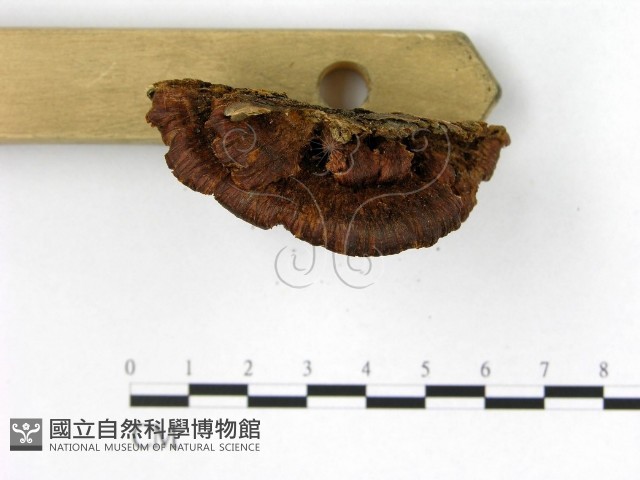 登錄號:F0006183藏品圖，第3張