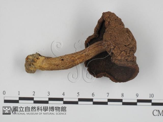 登錄號:F0014183藏品圖，第3張