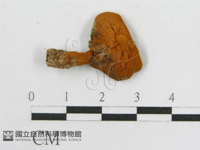 登錄號:F0002183藏品圖，第3張