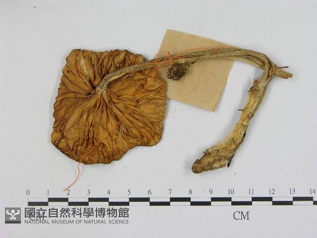 登錄號:F0017183藏品圖，第3張