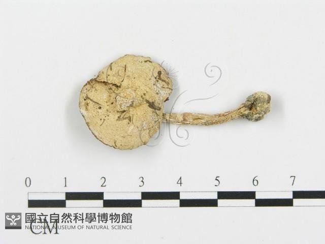 四孢蘑菇藏品圖，第3張