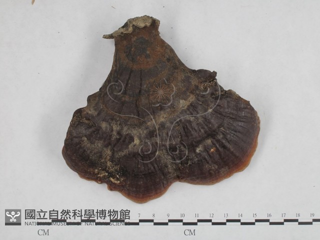 登錄號:F0015183藏品圖，第1張