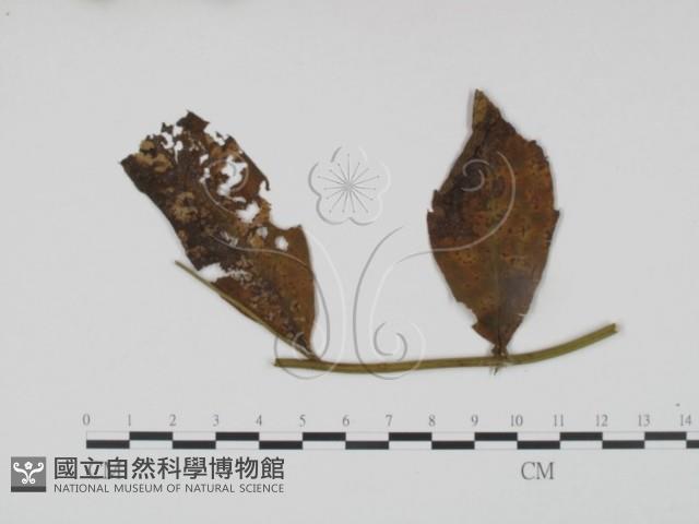 館號:F0019183藏品圖，第3張