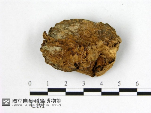 登錄號:F0008083藏品圖，第3張