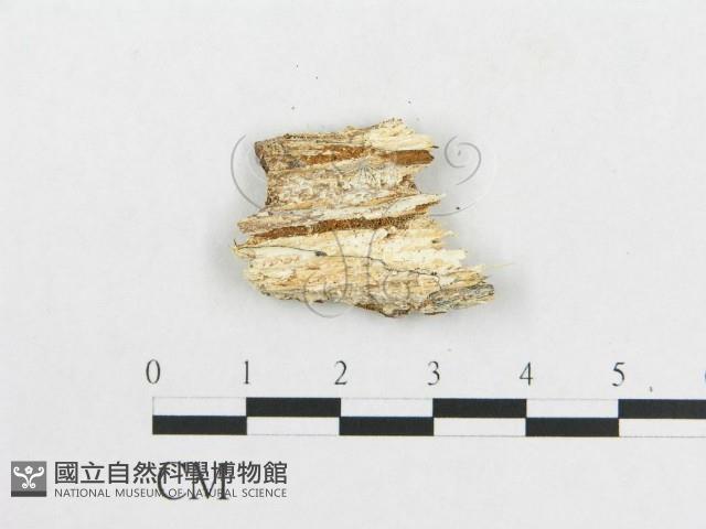 登錄號:F0000083藏品圖，第3張
