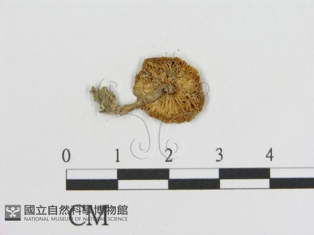 登錄號:F0016083藏品圖，第3張