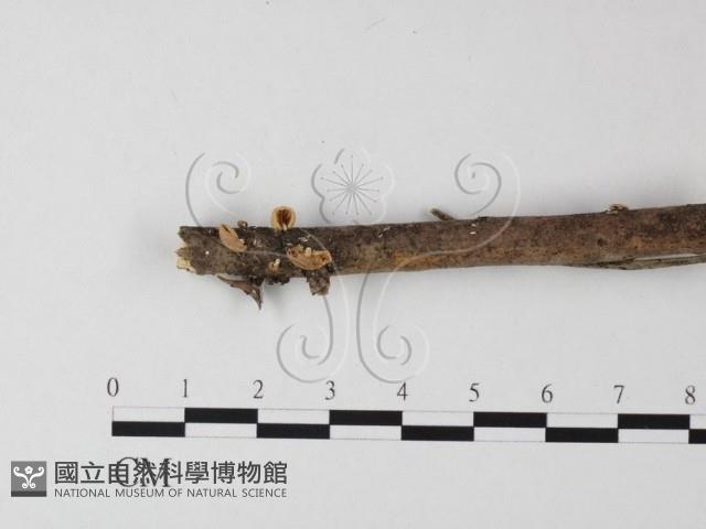 登錄號:F0001083藏品圖，第1張
