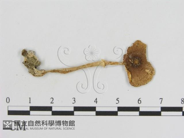 登錄號:F0011083藏品圖，第3張