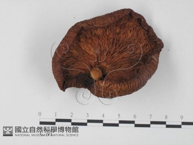 登錄號:F0024083藏品圖，第3張