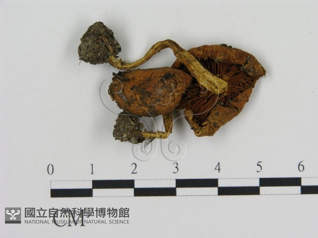 登錄號:F0002083藏品圖，第3張