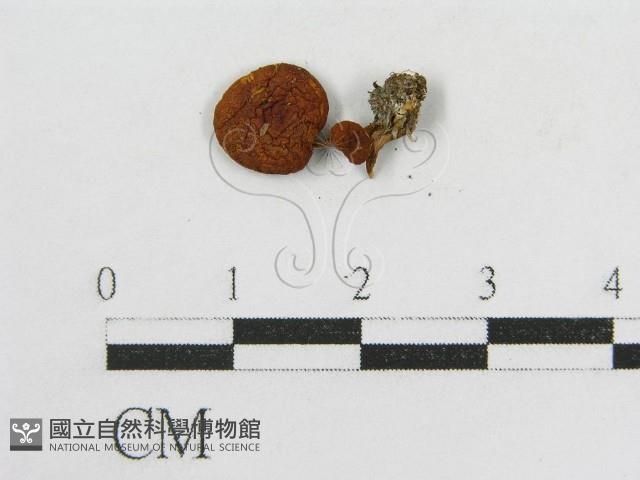登錄號:F0012083藏品圖，第3張