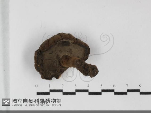 登錄號:F0032083藏品圖，第3張