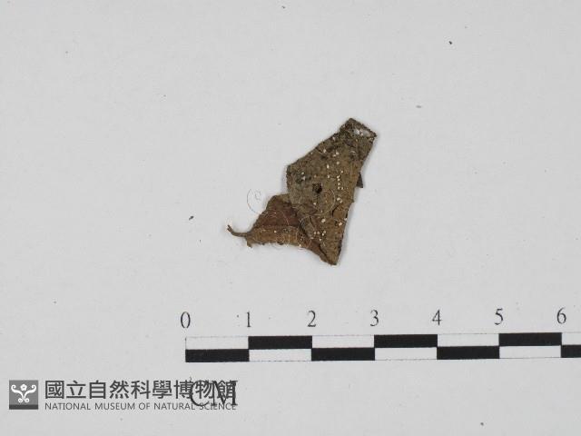 登錄號:F0017083藏品圖，第3張
