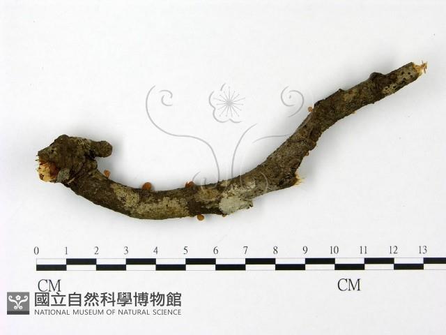 登錄號:F0023083藏品圖，第3張
