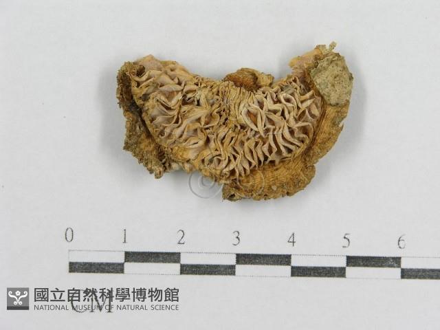 紅菇屬藏品圖，第3張