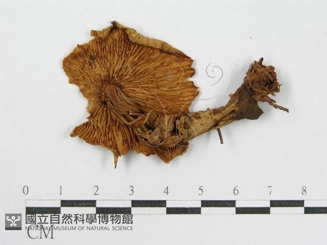 登錄號:F0008383藏品圖，第3張