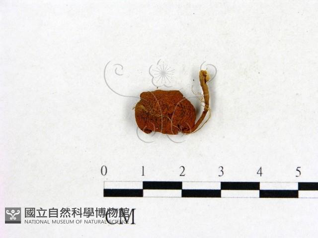 登錄號:F0020383藏品圖，第3張