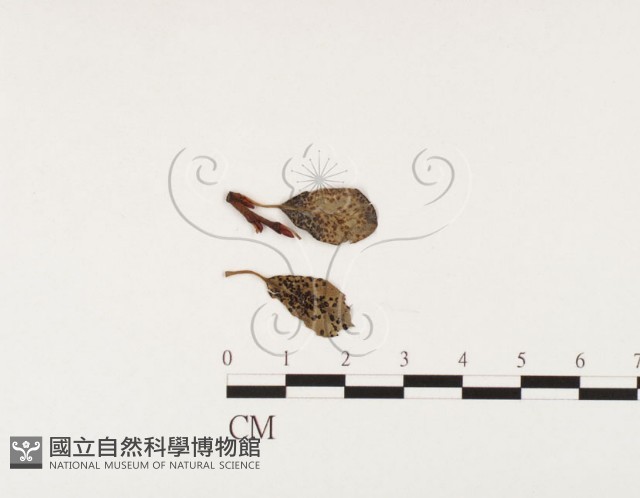 登錄號:F0026383藏品圖，第1張