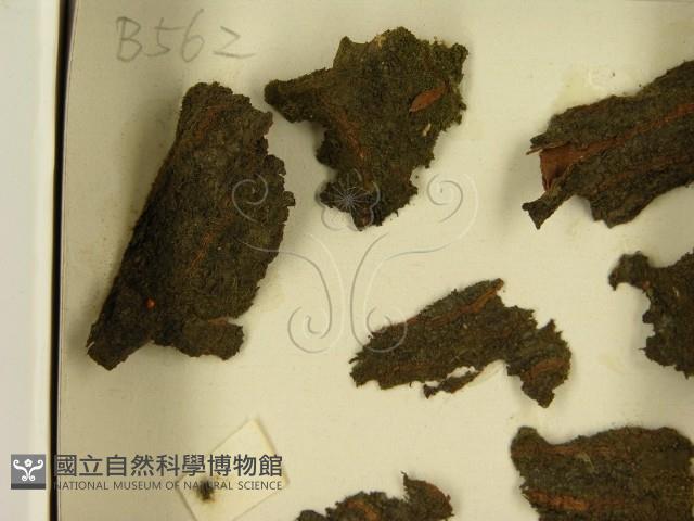 登錄號:F0021383藏品圖，第3張