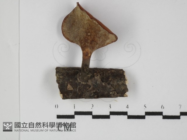 多孔菌屬藏品圖，第3張