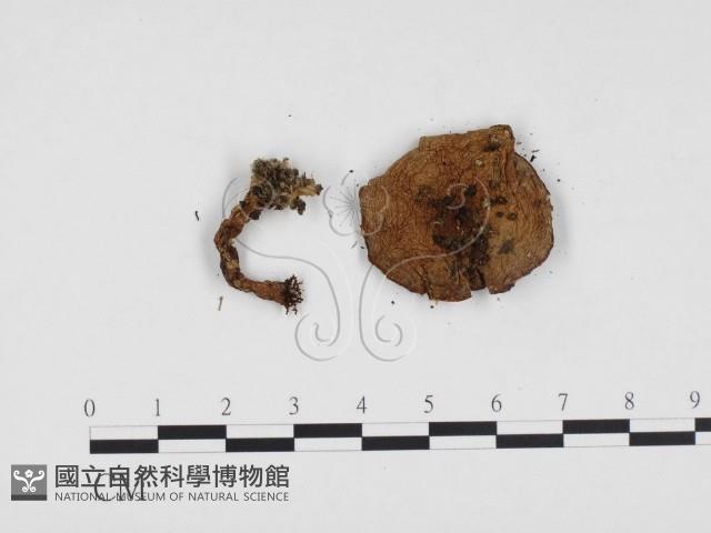 登錄號:F0024383藏品圖，第3張
