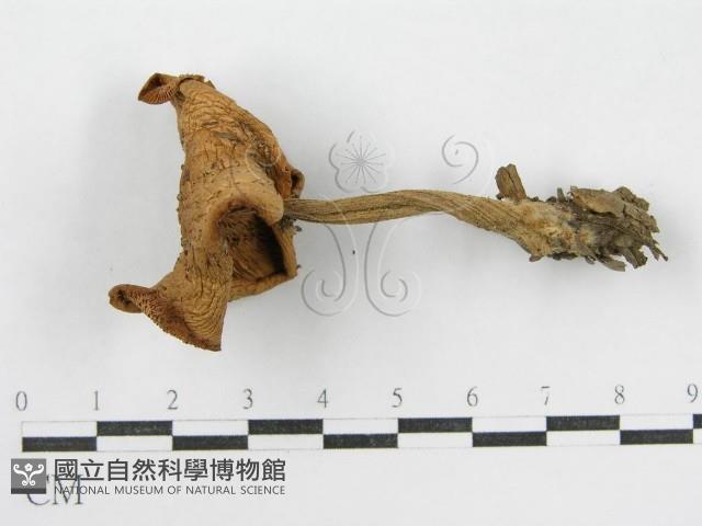 登錄號:F0012383藏品圖，第3張