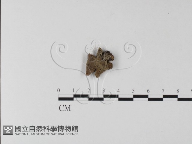 毛木耳藏品圖，第3張